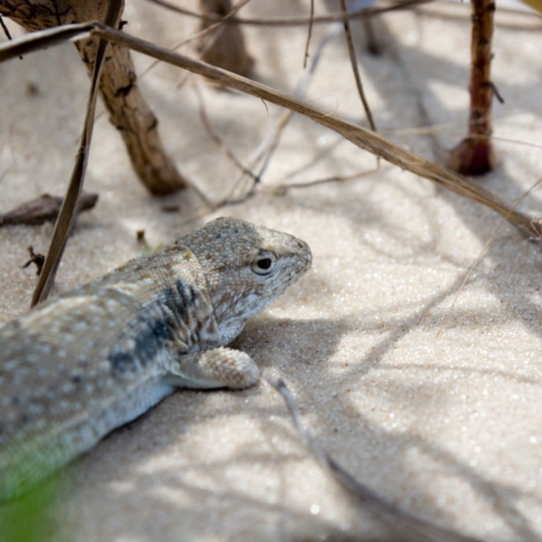 Design sem nome (11)